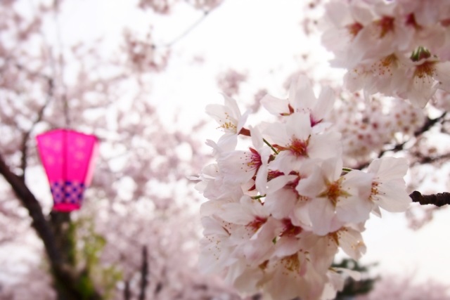 桜とぼんぼり提灯