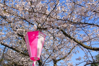 桜とぼんぼり提灯2