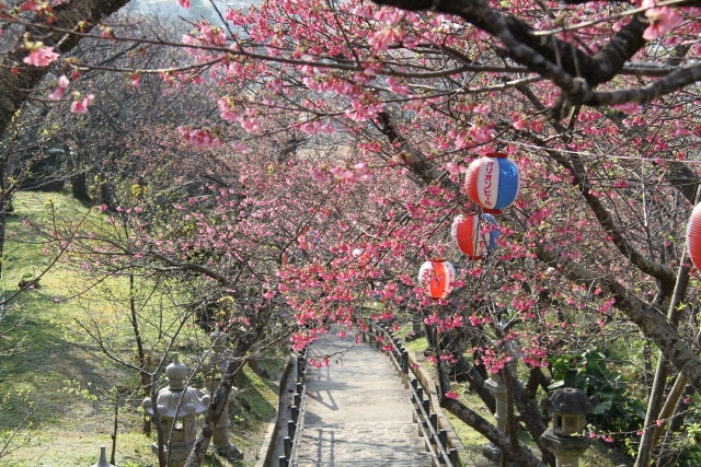 桜道