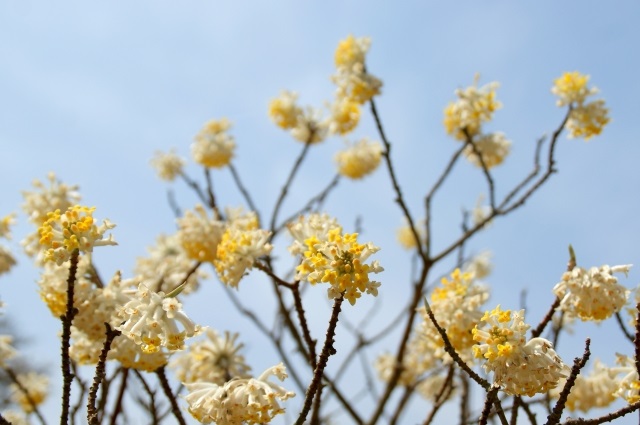 ミツマタの花